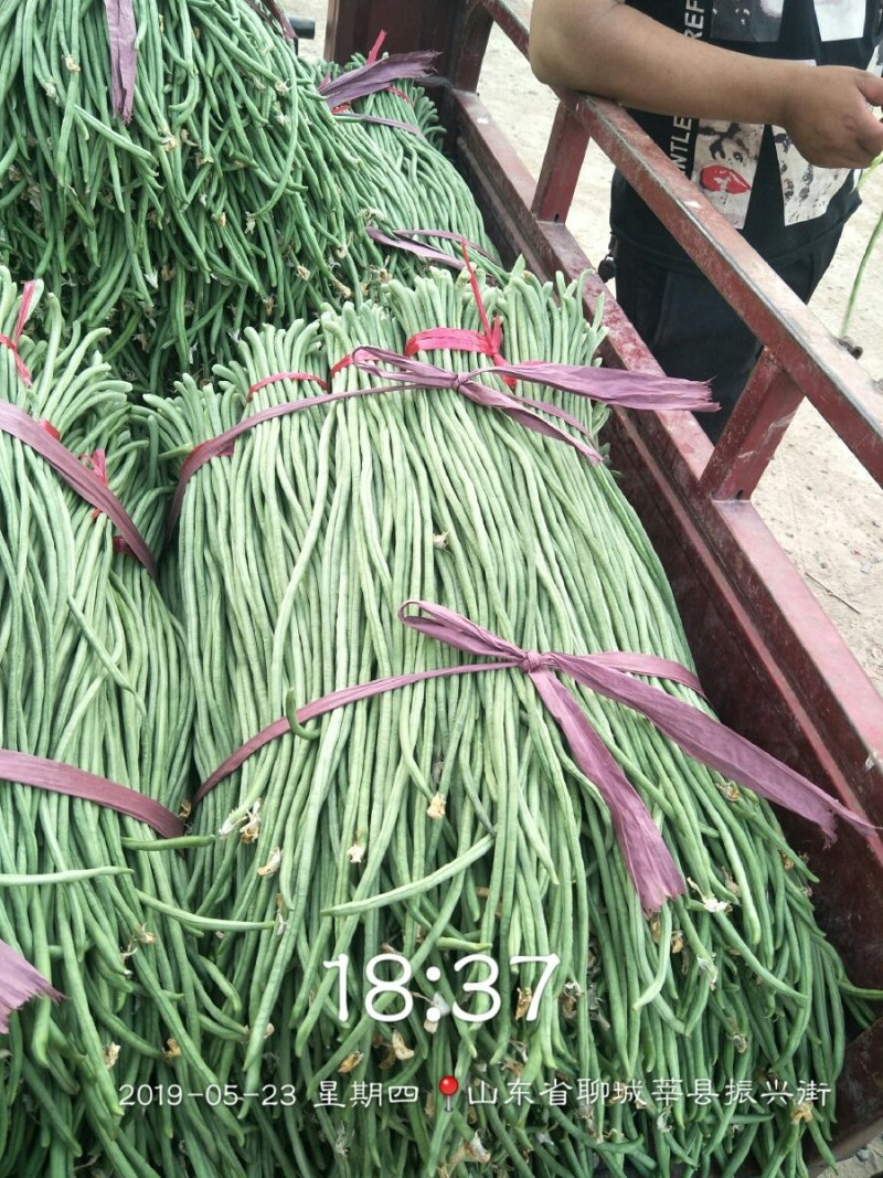 莘縣長(zhǎng)豆角最新價(jià)格行情分析