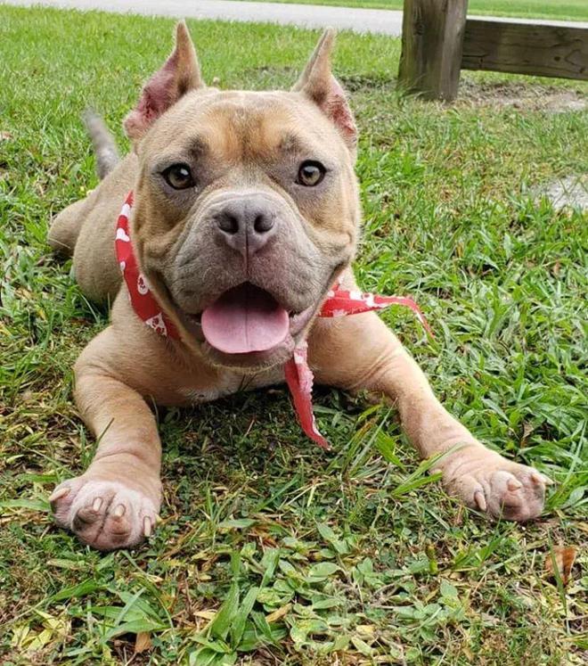 最新比特犬買(mǎi)賣(mài)信息及其相關(guān)違法犯罪問(wèn)題探討